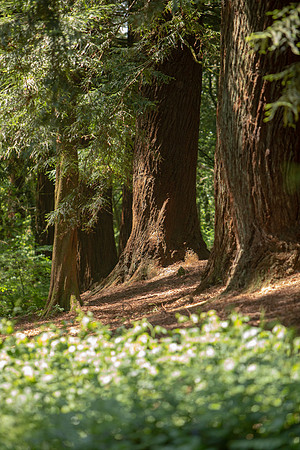20180522 NZ 298-2