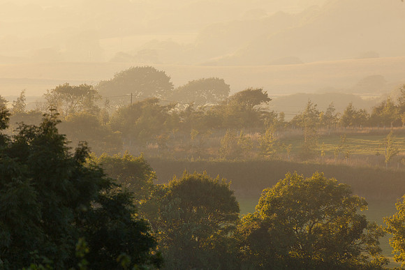 20130904 tree 001
