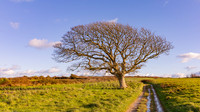 20171112 tree 001
