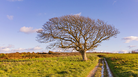 20171112 tree 001