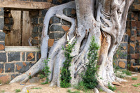 20121008 tree 001