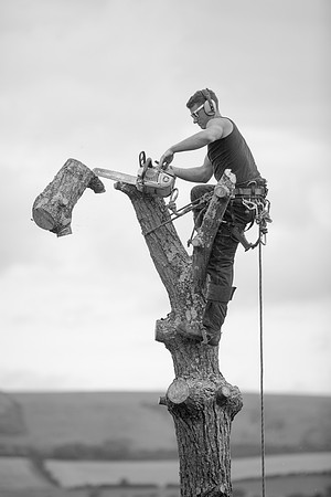 20150729 tree 001