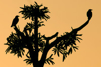 20121001 tree 001