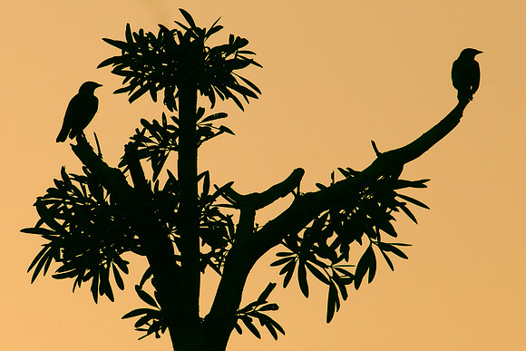20121001 tree 001
