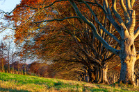 20121114 tree 001