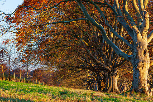 20121114 tree 001