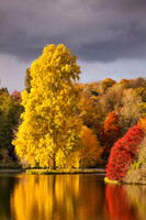 Trees