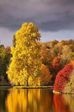 20111101 tree 001-2