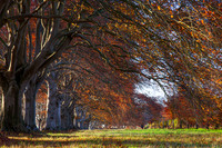 20121114 tree 001-2