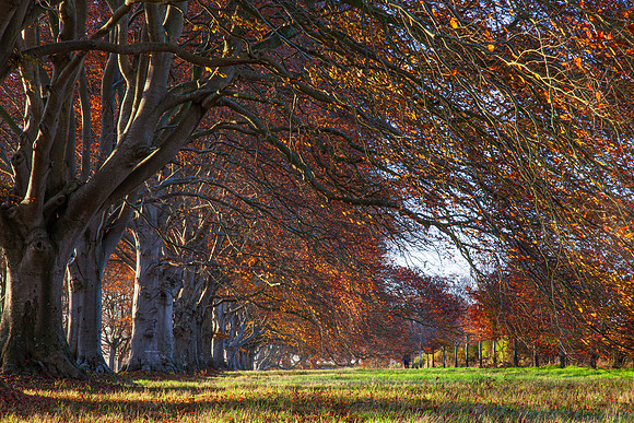 20121114 tree 001-2