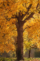 20111101 tree 001