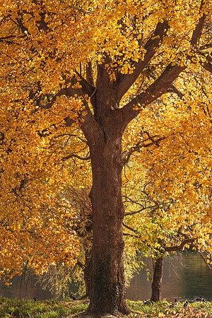 20111101 tree 001