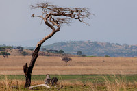 20121010 tree 001
