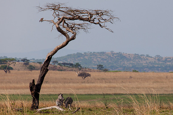 20121010 tree 001