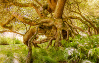 20170617 tree 001