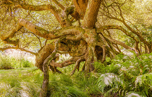 20170617 tree 001