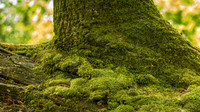20180522 tree 001-2