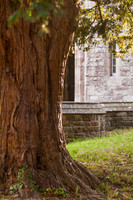 20161022 tree 001