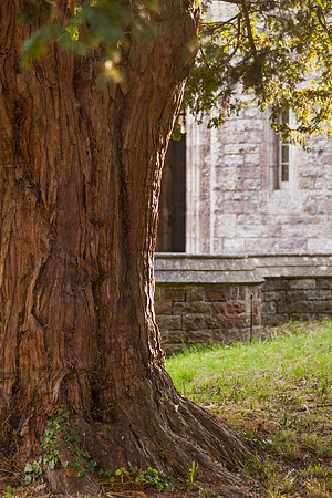 20161022 tree 001