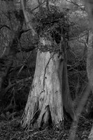 20161226 tree 001