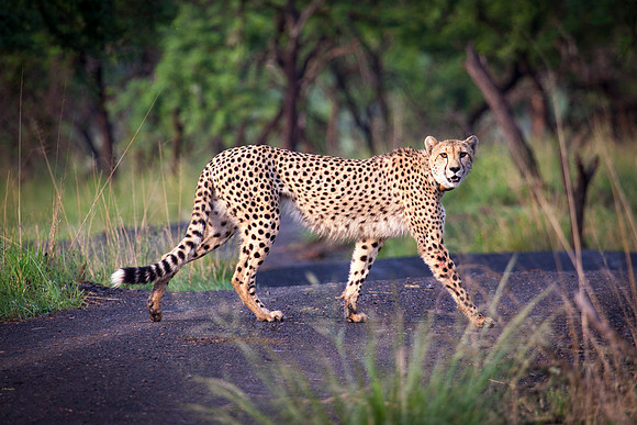 Nambiti Game Reserve